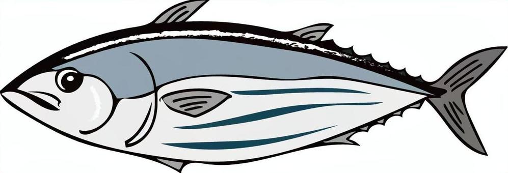カツオ カツオ,魚,魚類,魚屋,食べ物,食材のイラスト素材