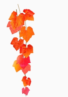 紅葉の蔦 紅葉,蔦,蔓性,植物,落葉,自生,山野のイラスト素材