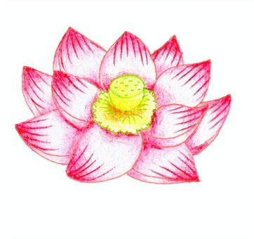 蓮花 4支彩色鉛筆, JPG 和 PNG 蓮花 4支彩色鉛筆, 蓮花, 植物, 夏天, JPG 和 PNG