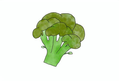 ブロッコリー ブロッコリー,野菜,水彩イラスト,食べ物,植物のイラスト素材