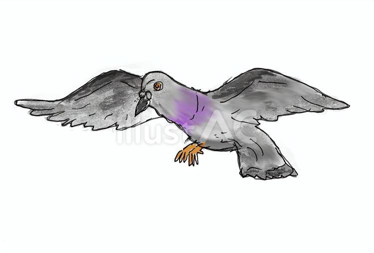 はと はと,動物,生物のイラスト素材