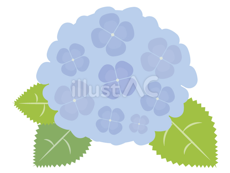 植物・青いアジサイの花 アジサイ,紫陽花,花のイラスト素材