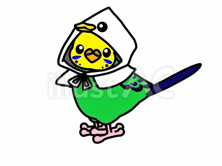 アヒル頭巾のセキセイインコ セキセイインコ,鳥,動物のイラスト素材