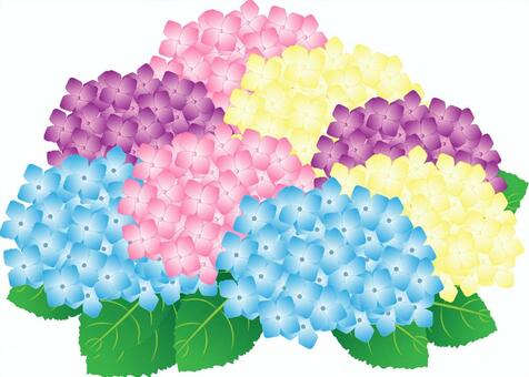 Illustration, hydrangea, flower, june, JPG, PNG and AI