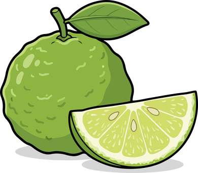 シークワーサー シークワーサー,シークァーサー,シークヮーサー,柑橘,果物,ビタミン,果実,フレッシュ,ベクターのイラスト素材