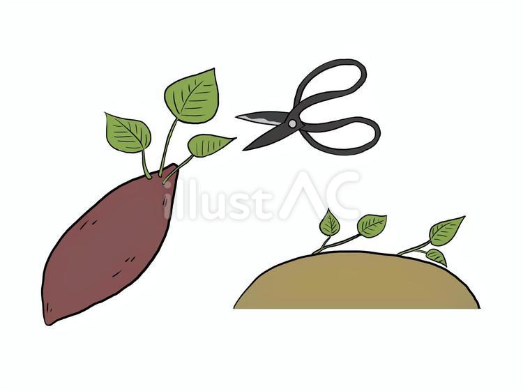 サツマイモ栽培 さつまいも,苗,蔓のイラスト素材