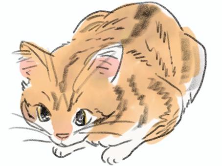 Sitting tea tabby cat, JPG and PNG Sitting tea tabby cat, cat, animal, tea tiger, JPG and PNG
