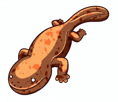 Illustration, salmon asin, salamander, a makhluk, 