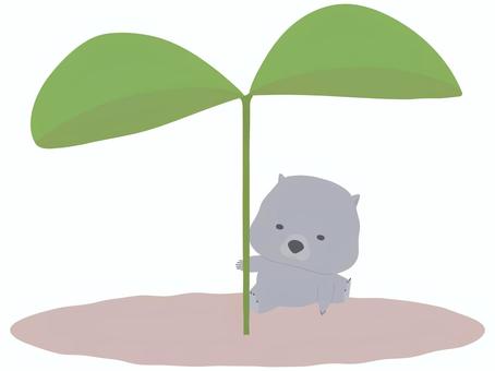 ふたば_ウォンバット ふたば,ウォンバット,動物,かわいい,植物,芽,若葉のイラスト素材