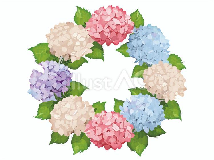 水彩風　アジサイのリース アジサイ,水彩風,リースのイラスト素材