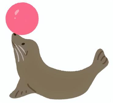 ピンクのボールを鼻に乗せているアシカ アシカ,ボール,アシカショー,水族館,乗せる,哺乳類,海獣,挿絵,一匹,かわいいのイラスト素材