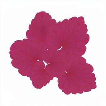 Illustration, huquera, coral bells, dolce, 