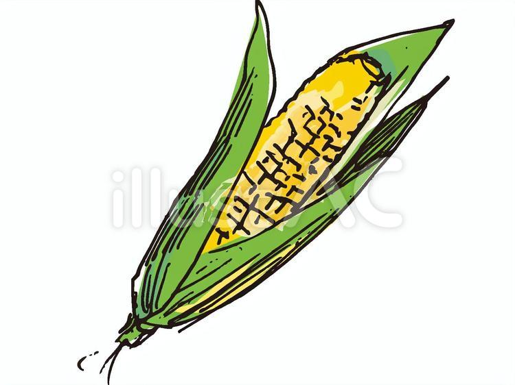 手描き野菜　とうもろこし とうもろこし,手描き,野菜のイラスト素材