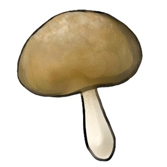 mushroom, mushroom, food, real, JPG and PNG