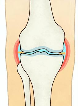 膝の関節（右・正面・輪郭あり） 膝,関節,軟骨,断面,大腿骨,脛骨,関節液,関節包,滑膜,半月板のイラスト素材