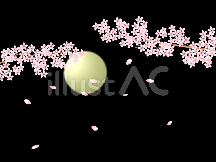 夜桜 桜,夜,花見のイラスト素材