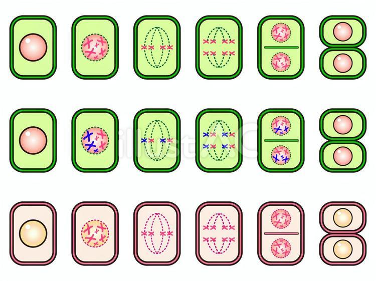 動植物の細胞分裂の図解イラスト素材 細胞,分裂,染色体のイラスト素材