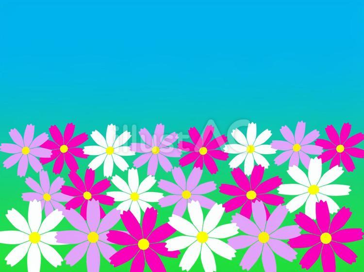 コスモス畑 コスモス,秋桜,花のイラスト素材