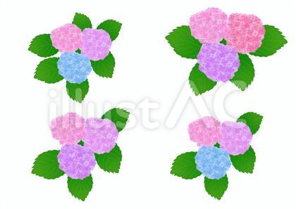 紫陽花 花 植物 ピンク ブルー セット