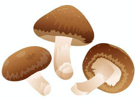 Shiitake, грибы шиитаке, питание, осень, JPG, PNG and AI