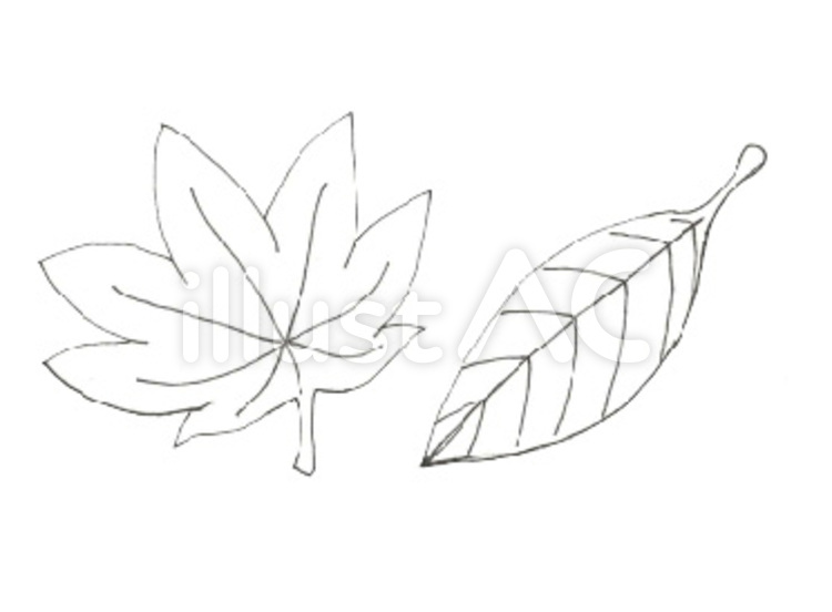 落ち葉　ぬりえ 落ち葉,葉っぱ,紅葉のイラスト素材