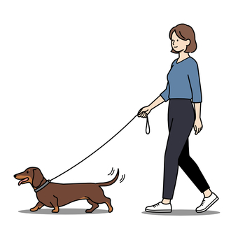 犬と散歩する女性 ダックスフント,女性,散歩,首輪,リード,尻尾のイラスト素材