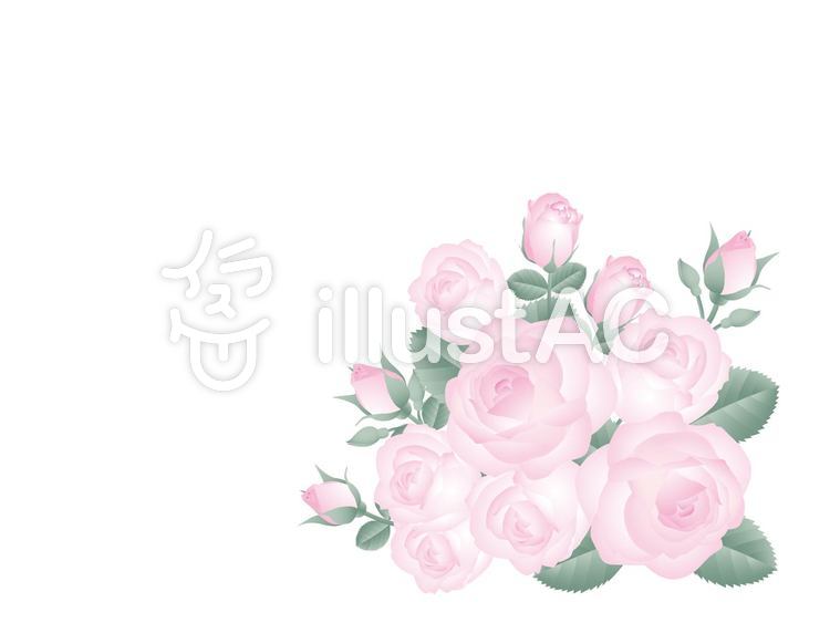 薔薇の花-2 薔薇,花,蕾のイラスト素材