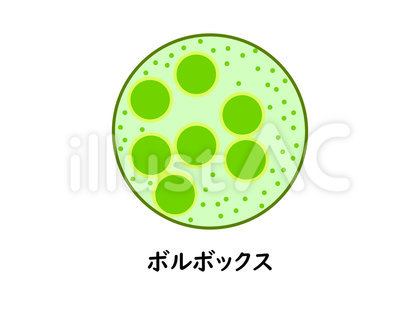 微生物のボルボックス 別名オオヒゲマワリ