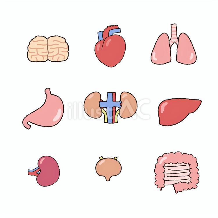 内臓のセット 内臓,セット,バリエーションのイラスト素材