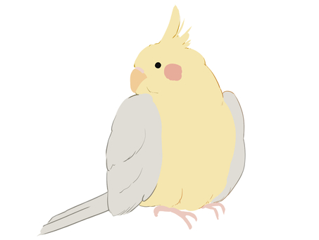 オカメインコ インコ,かわいい,癒し,ほっこり,空,動物,羽のイラスト素材