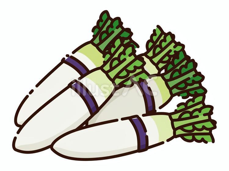 大根 大根,ダイコン,野菜のイラスト素材