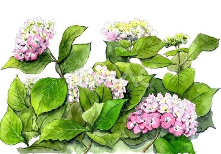 アジサイの花 花,アジサイ,梅雨のイラスト素材