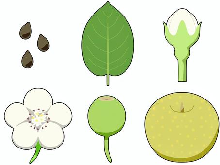梨 秋,植物,食べ物,梨,種,葉,蕾,花,実のイラスト素材