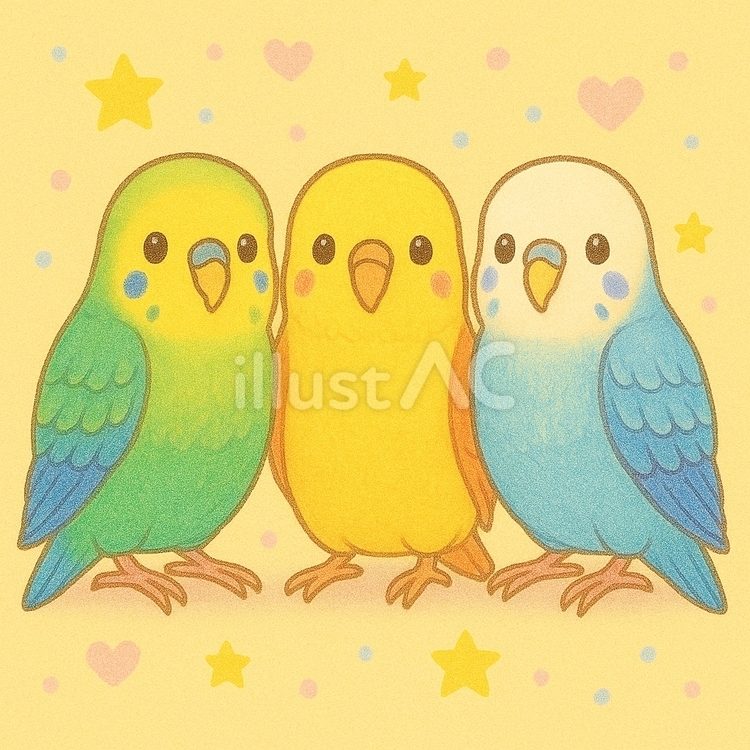 セキセイインコ セキセイインコ,鳥,3羽のイラスト素材