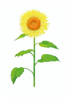 Watercolor style sunflower illustration, , JPG and PNG