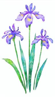 Illustration, iris, a show, rustling butterfly, 