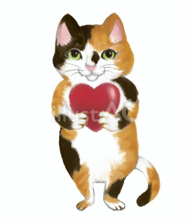 ハートを持った三毛猫 ミケ,三毛猫,ハートのイラスト素材