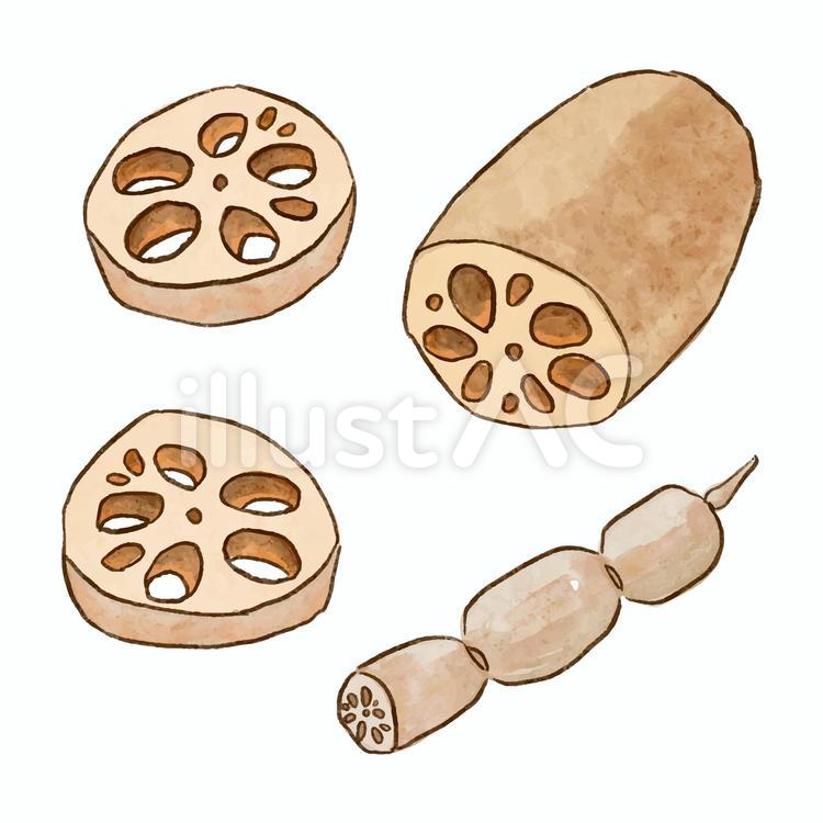 冬の野菜　蓮根　主線有り 蓮根,野菜,冬野菜のイラスト素材