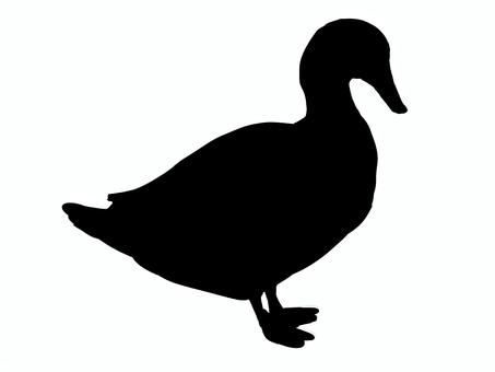 あしるシルエット あひる,水鳥,生き物,動物,かわいい,水かき,くちばし,しっぽのイラスト素材