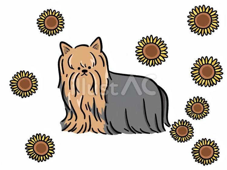 犬　ヨークシャー・テリア　ひまわり 犬,ヨークシャー・テリア,ひまわりのイラスト素材