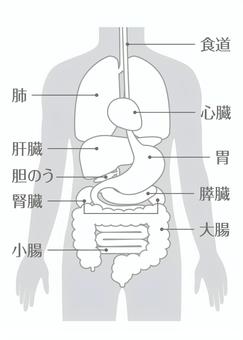人体図イラスト 無料イラストなら イラストac