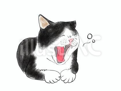 ねこ あくびする 04 ハチワレ