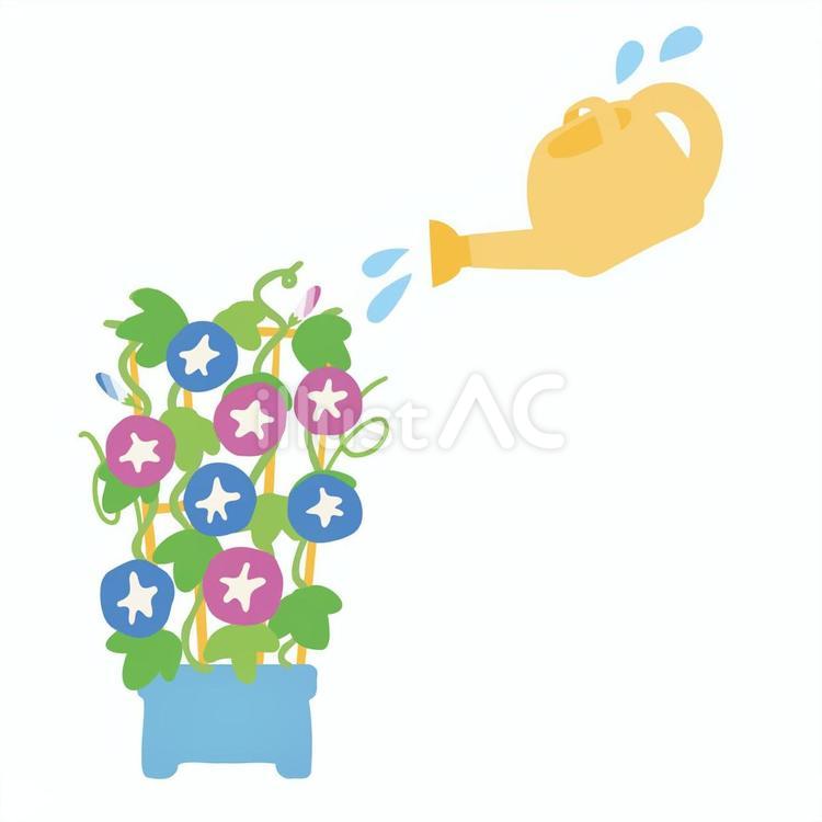 朝顔にお水をあげるじょうろのイラスト 朝顔,お世話,水やりのイラスト素材