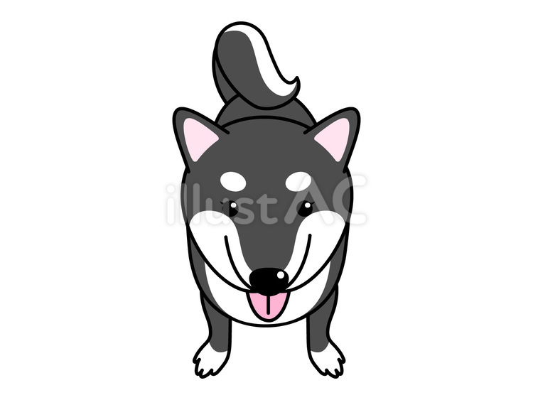 正面を向く黒柴犬 黒柴,芝犬,犬のイラスト素材