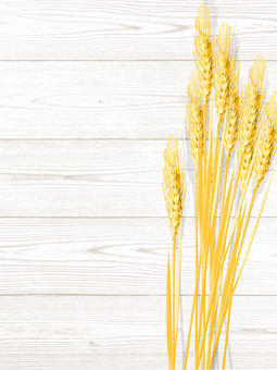 黄金色の麦穂と板の背景2　mugi021 麦穂,黄金色,リアル,ナチュラル,お洒落,自然,植物,大人っぽい,枠,背景のイラスト素材