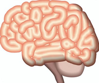 脳みそ　　 脳みそ,頭,天才,医学,医療,内部,立体,横向きのイラスト素材