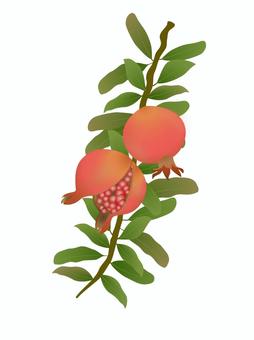 ザクロ・ワンポイント１ ザクロ,秋,実,10月,11月,葉,枝,つぶつぶ,果肉,庭木のイラスト素材