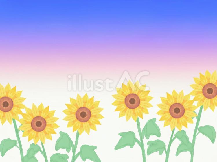 夕焼けとひまわり畑の壁紙 ひまわり,花,夕焼けのイラスト素材
