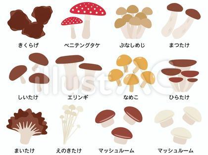 きのこ12種セット