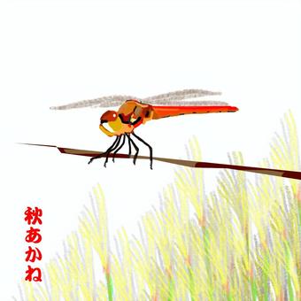 秋あかね、トンボ。 秋あかね,トンボ,秋,昆虫,飛行のイラスト素材